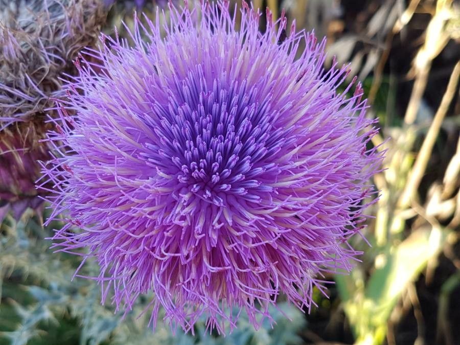 Onopordum palaestinum — houseplant care guide