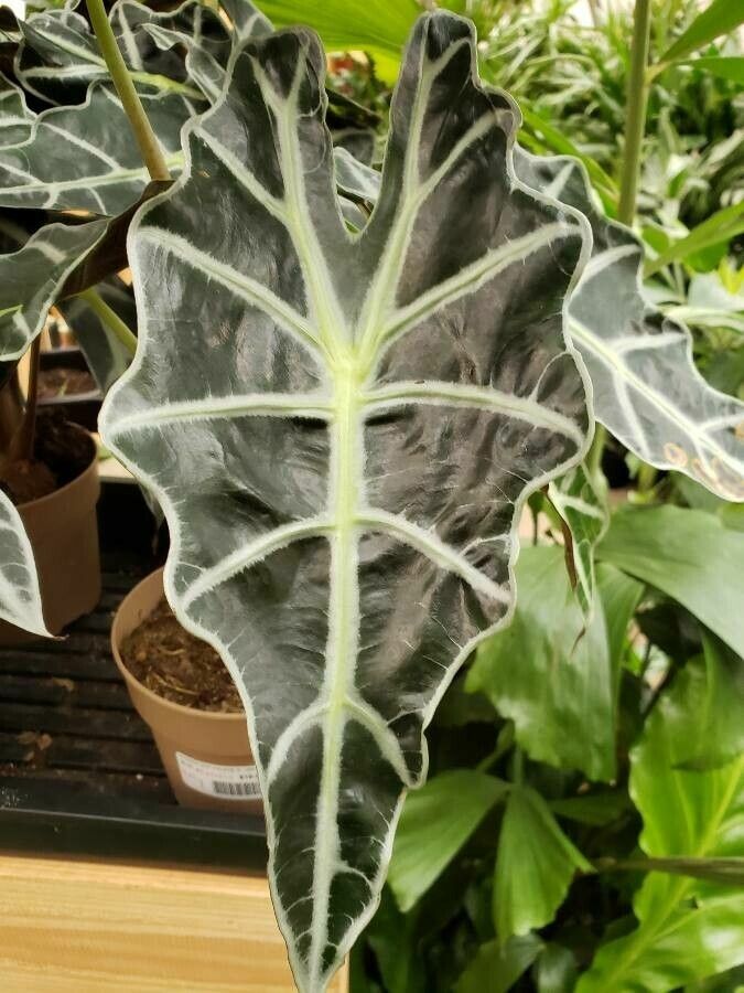 Alocasia spp. — search result for 'Alocasia'