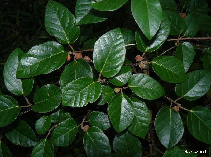 Ficus scabra — search result for 'Fiji'