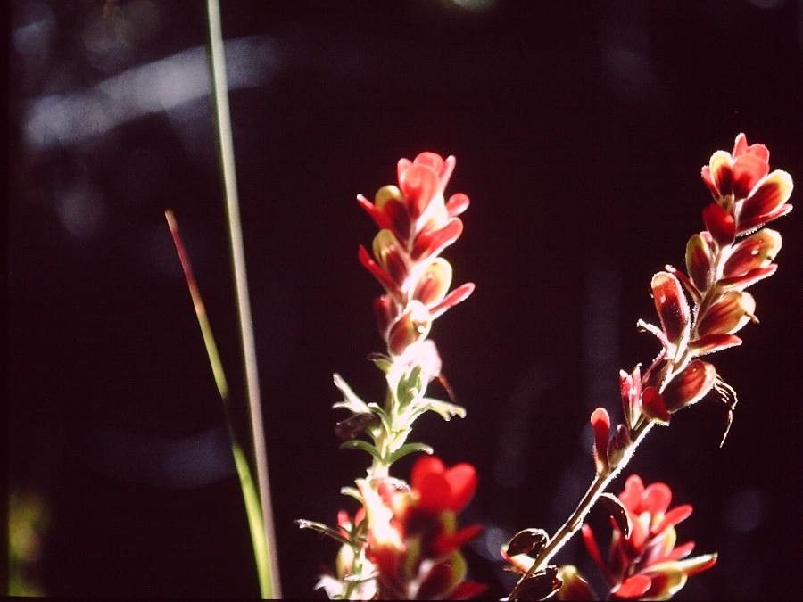Castilleja irasuensis — search result for 'Castilleja'