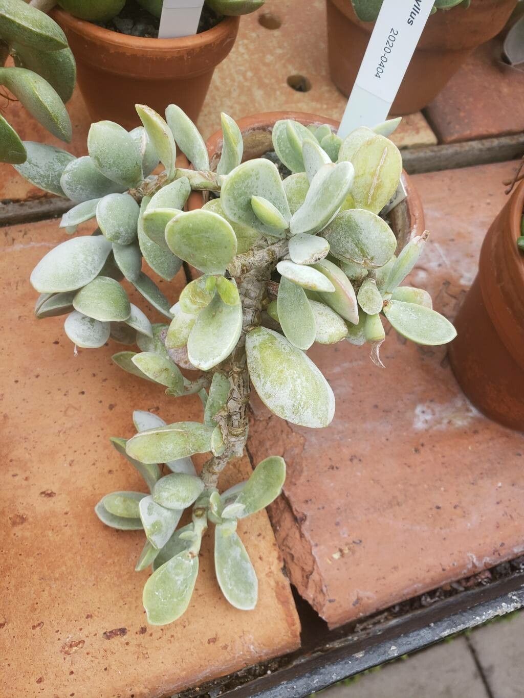 Adromischus leucophyllus habit