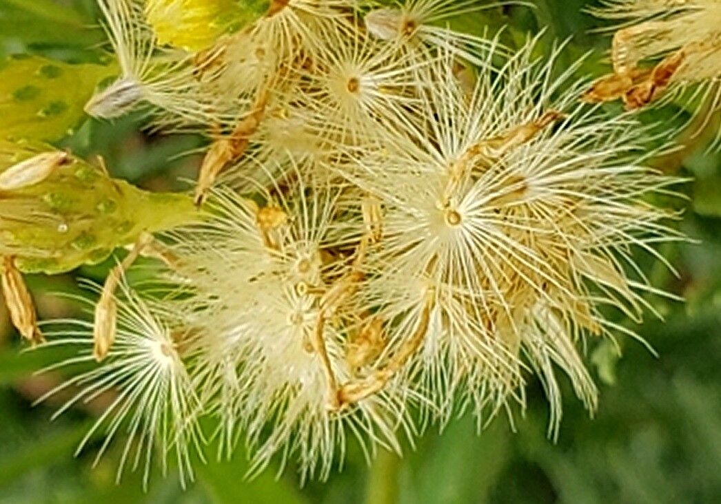 Isocoma hartwegii — related species from the same genus