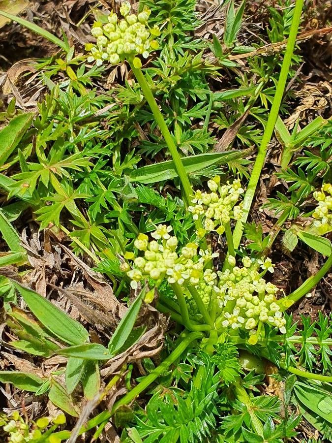 Haplosciadium abyssinicum flower