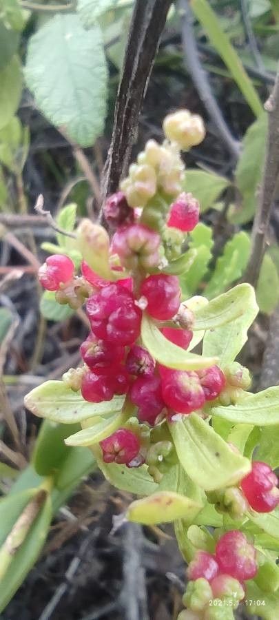 Phyllocladus aspleniifolius fruit