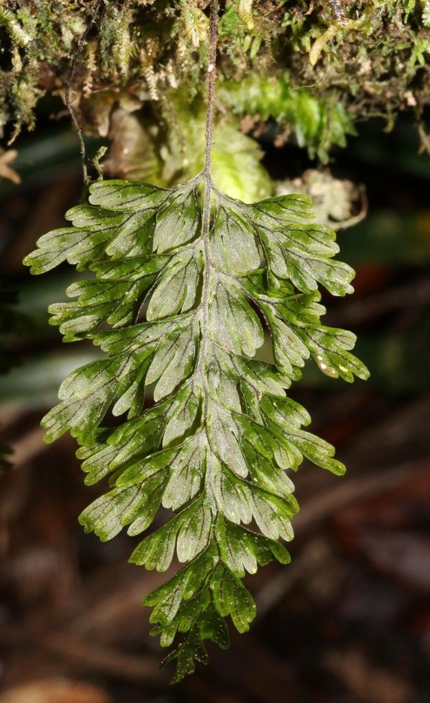 Hymenophyllum humboldtianum — houseplant care guide