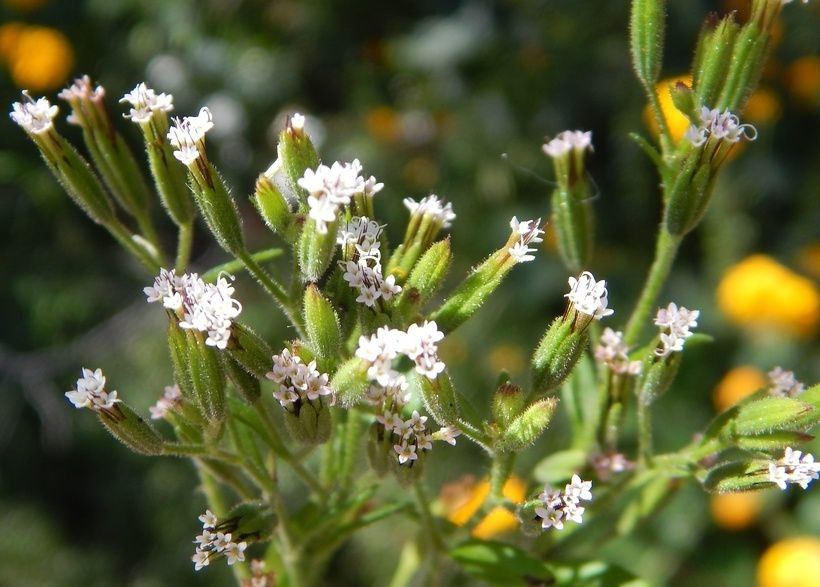 Stevia micrantha flower