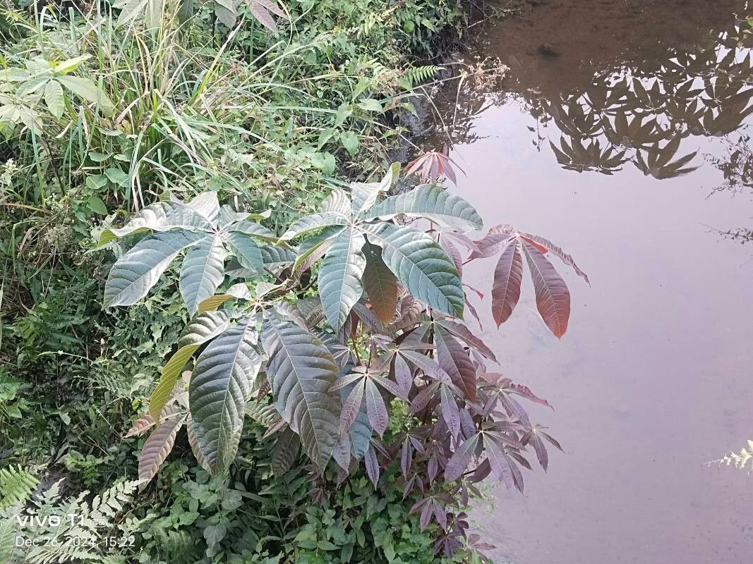 Aesculus assamica leaf