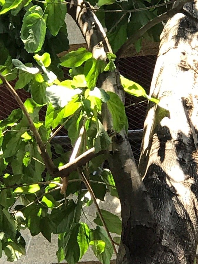 Trichilia dregeana bark