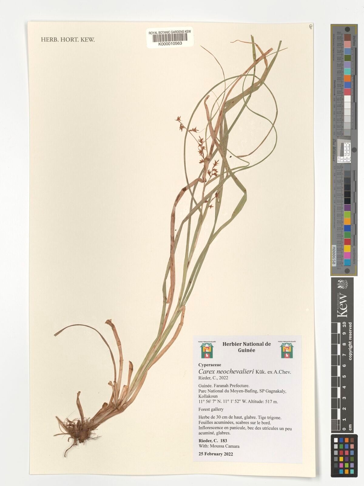 Carex neochevalieri — houseplant care guide