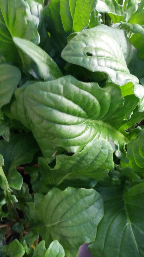 Gerbera leandrii leaf