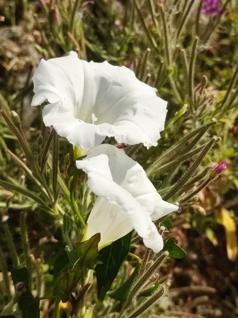 Ipomoea longifolia flower