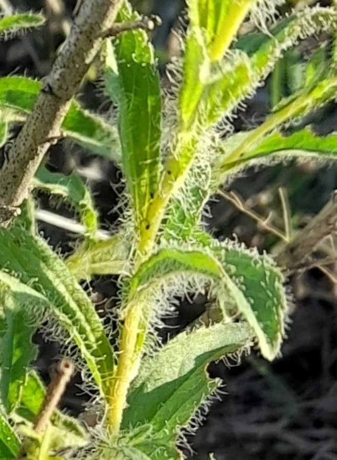 Stevia entreriensis — houseplant care guide