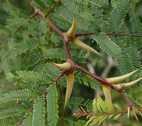 Vachellia sphaerocephala — houseplant care guide