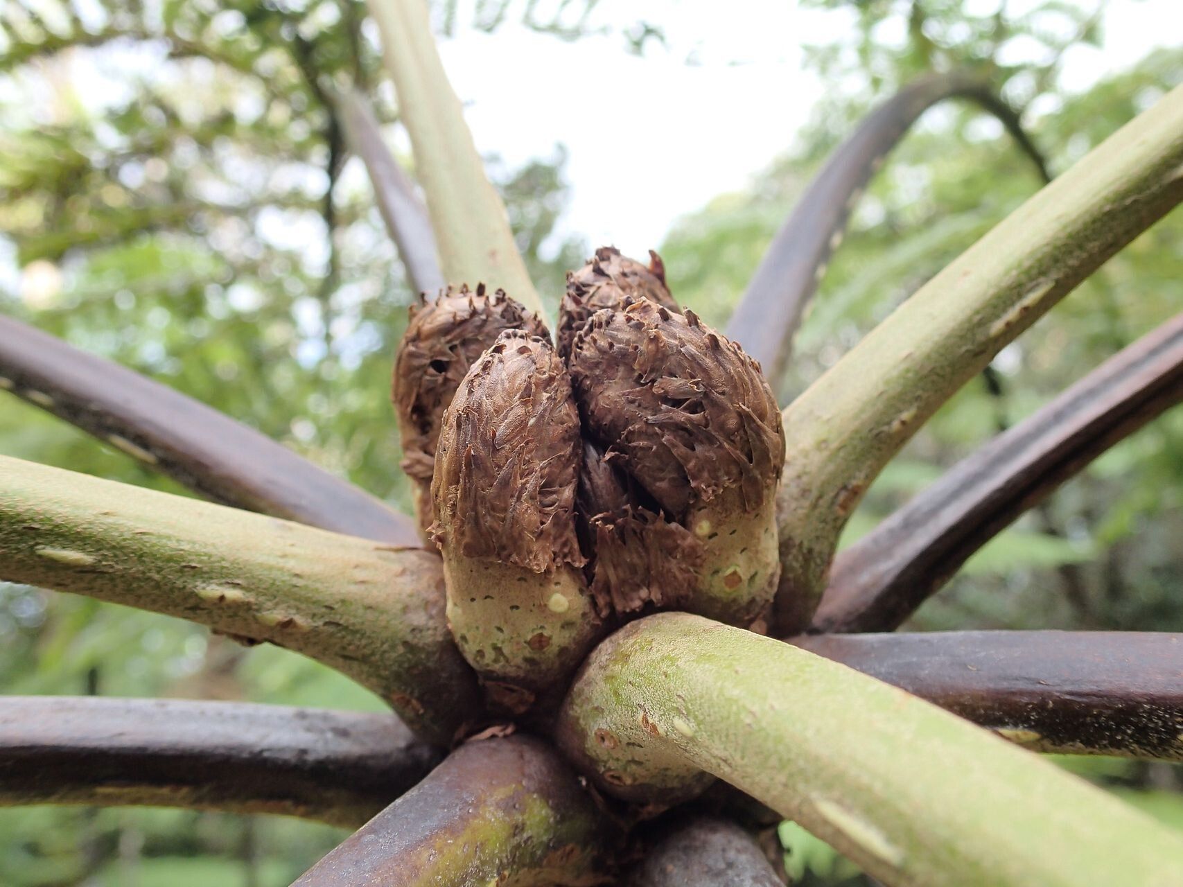 Cyathea cicatricosa bark