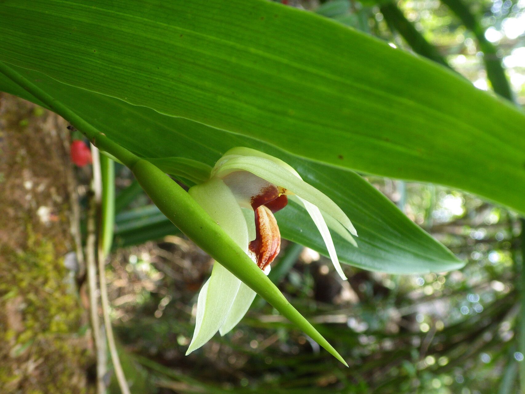 Coelogyne beccarii — related species from the same genus