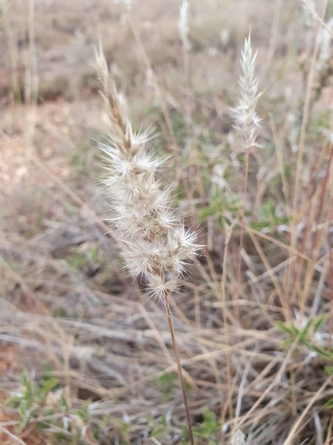Enneapogon desvauxii fruit