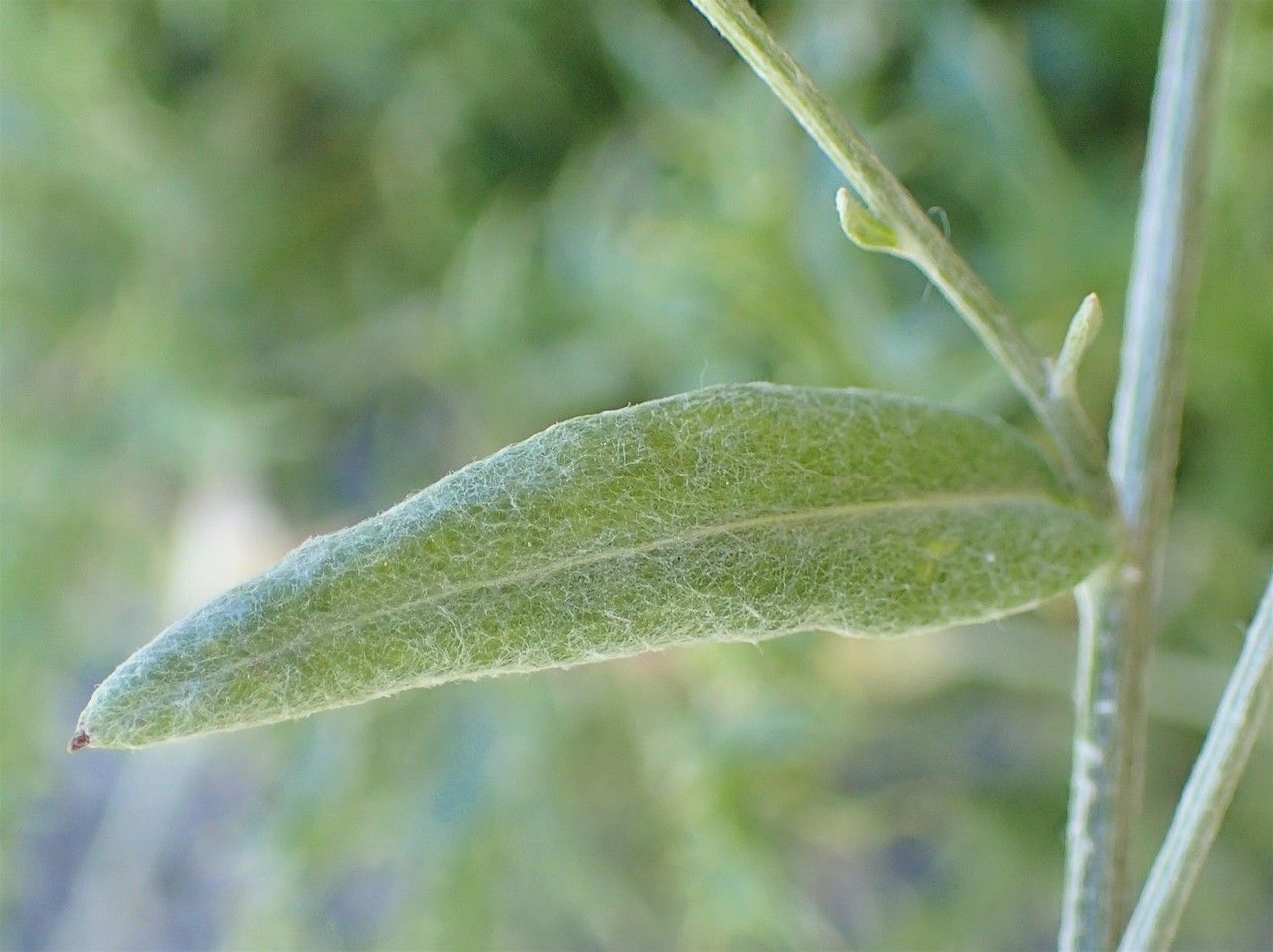 Xeranthemum cylindraceum leaf