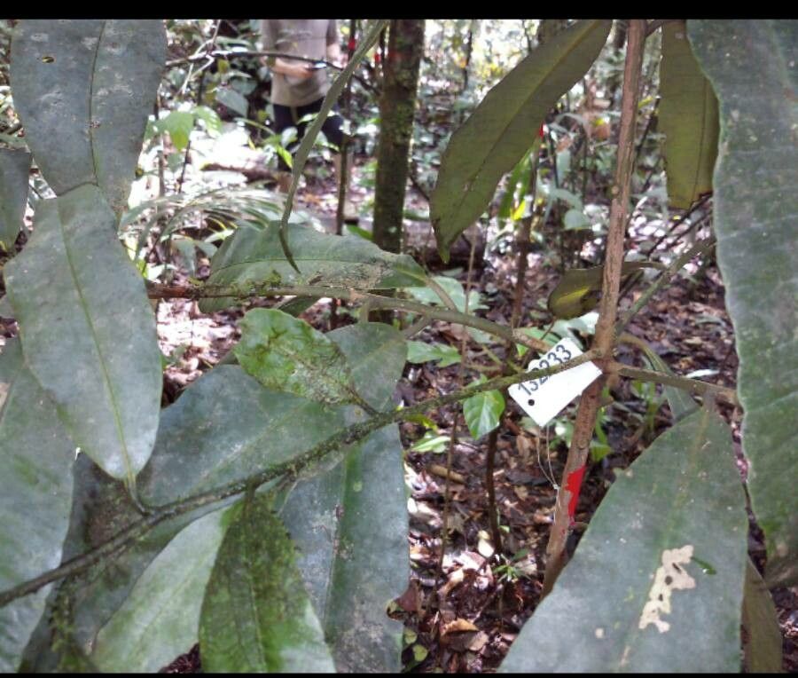Aspidosperma cruentum habit