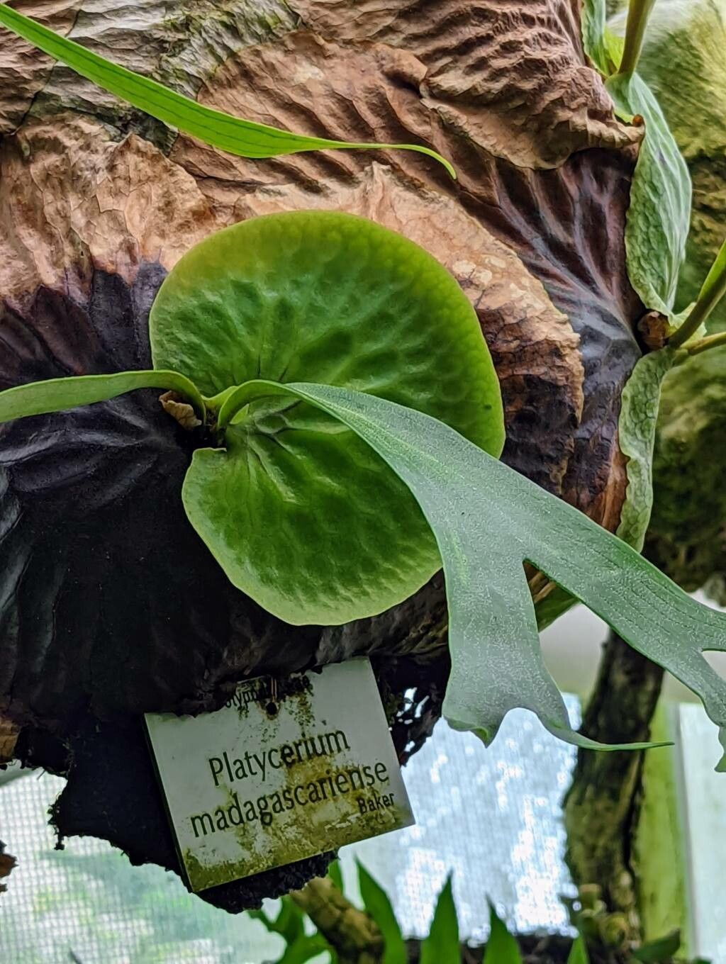 Platycerium madagascariense — houseplant care guide