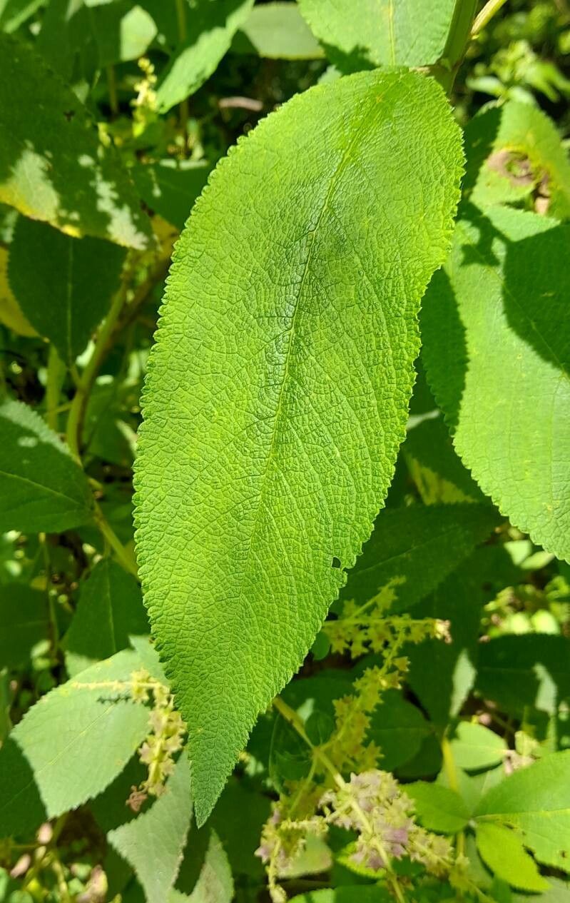 Lepechinia vesiculosa — houseplant care guide