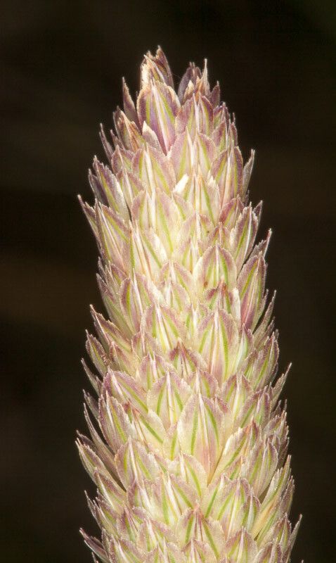 Phalaris minor fruit