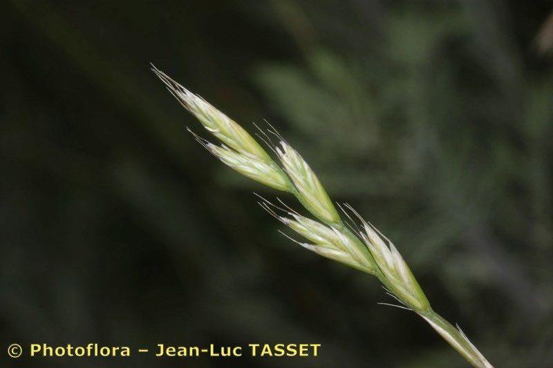 Lolium × boucheanum fruit