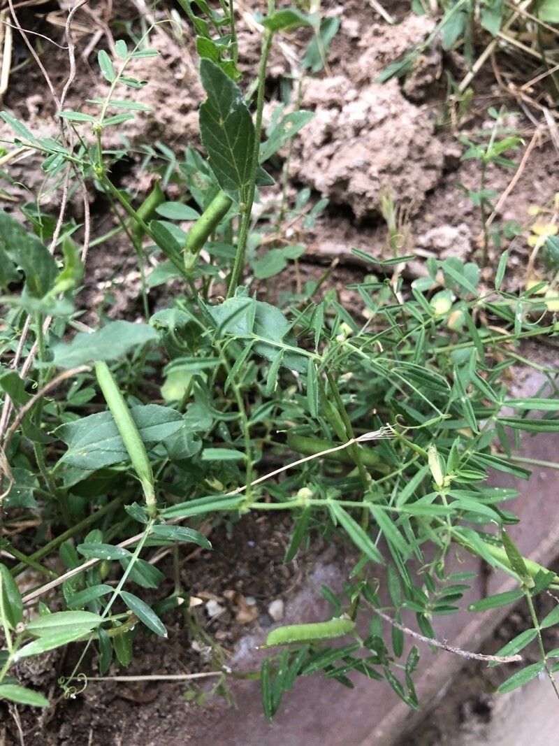 Vicia peregrina fruit