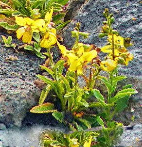Verbascum cystolithicum — search result for 'Verbascum'