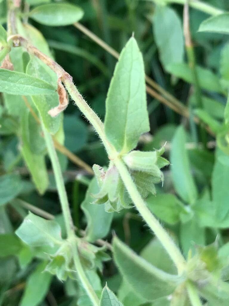 Stachys setifera — houseplant care guide