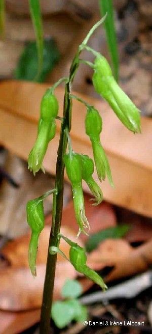 Nervilia aragoana flower