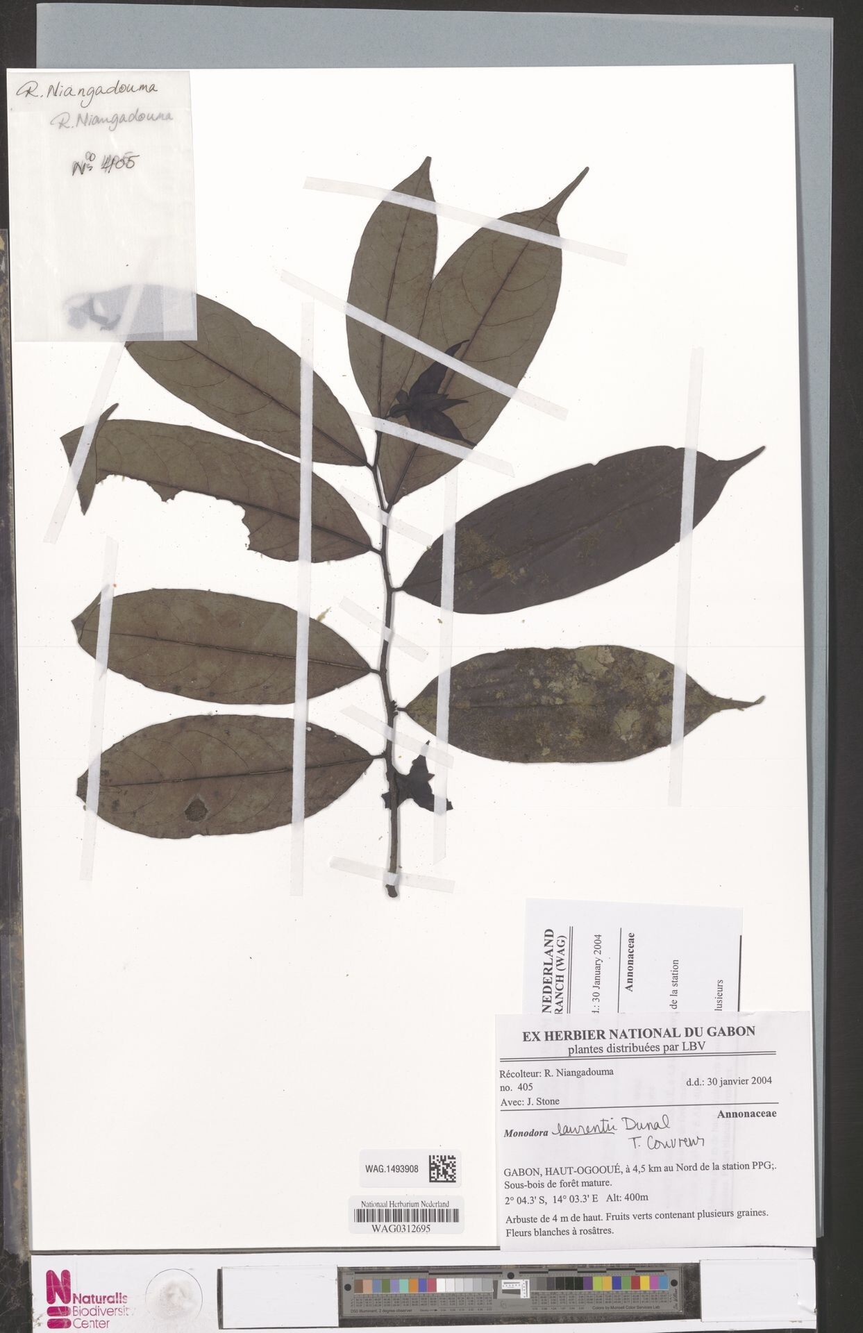 Monodora laurentii — search result for 'Monodora'