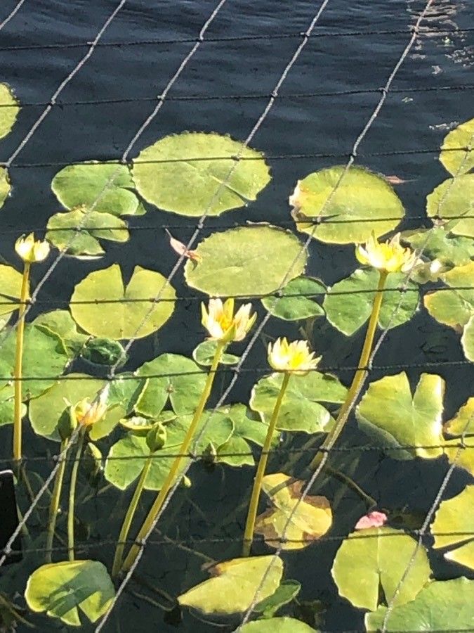 Nymphaea gracilis flower