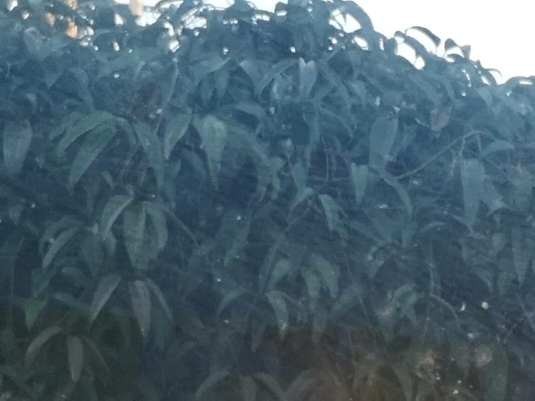 Potamogeton × angustifolius leaf