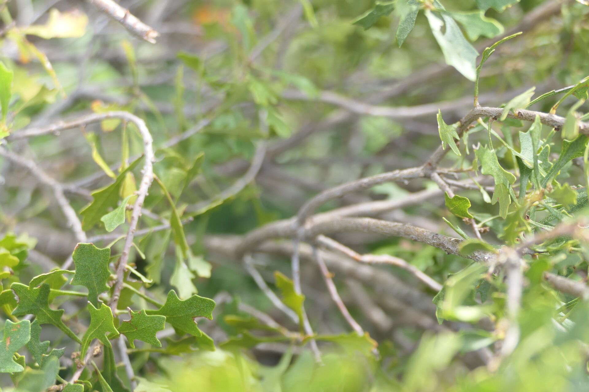 Morella quercifolia bark