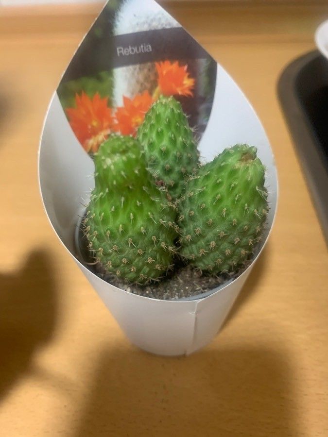 Rebutia marsoneri leaf