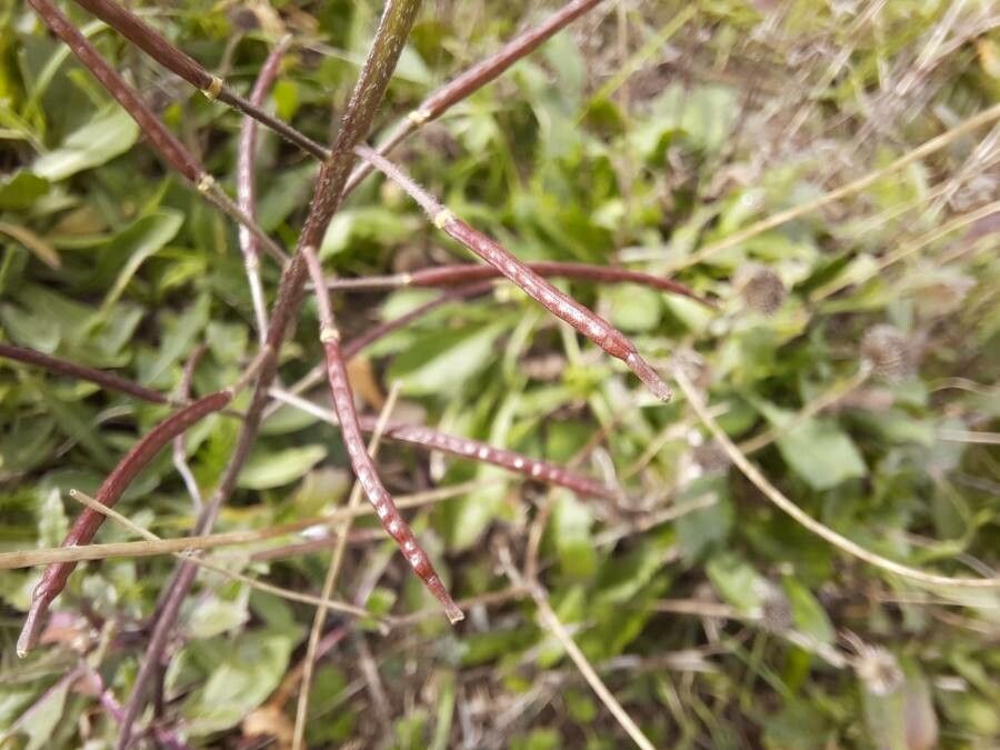 Diplotaxis erucoides fruit