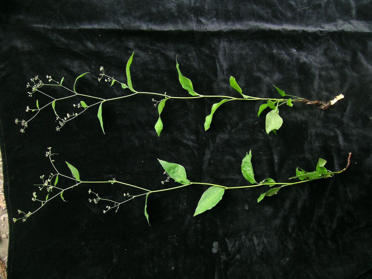 Bupleurum lanceolatum — search result for 'Bupleurum'