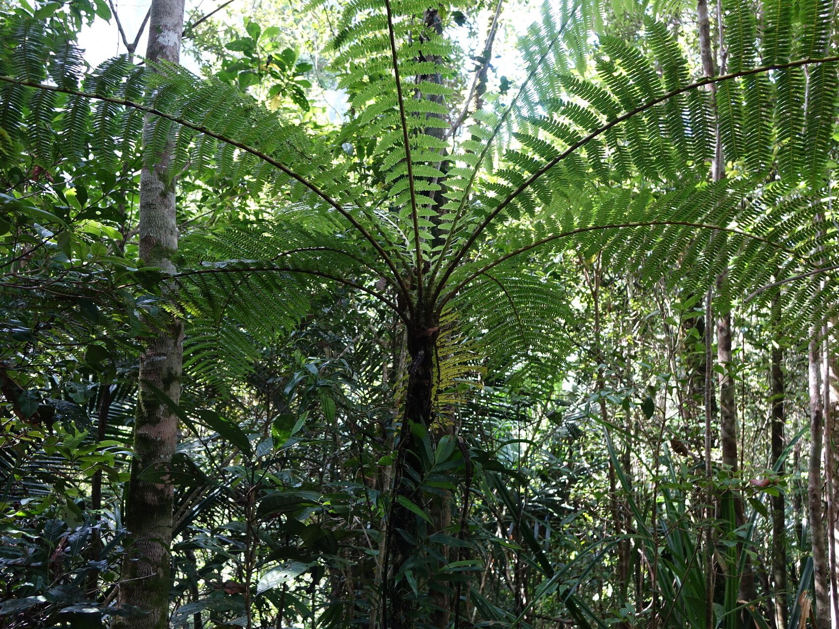 Alsophila decrescens — houseplant care guide