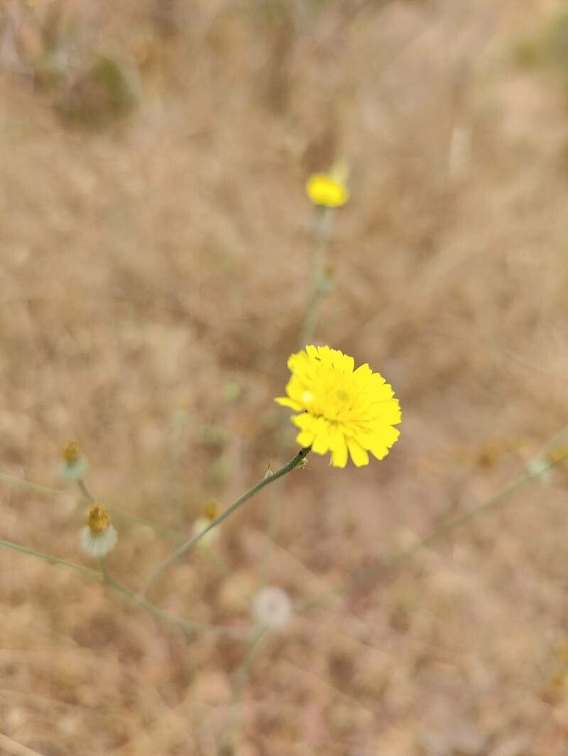 Tolpis virgata flower