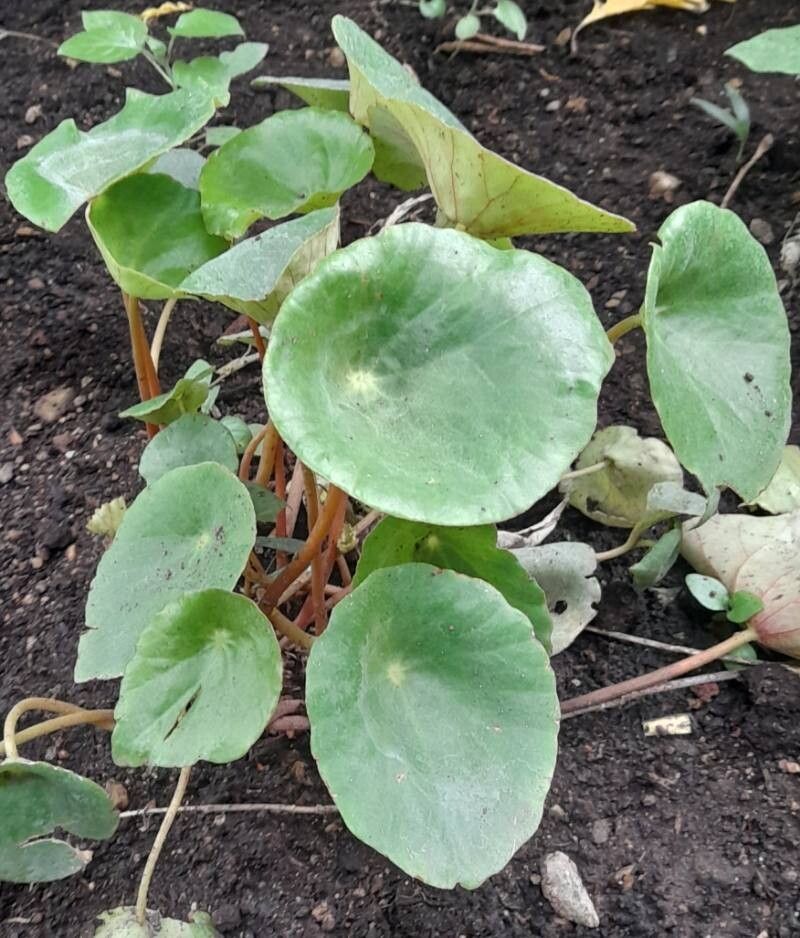 Begonia taraw habit