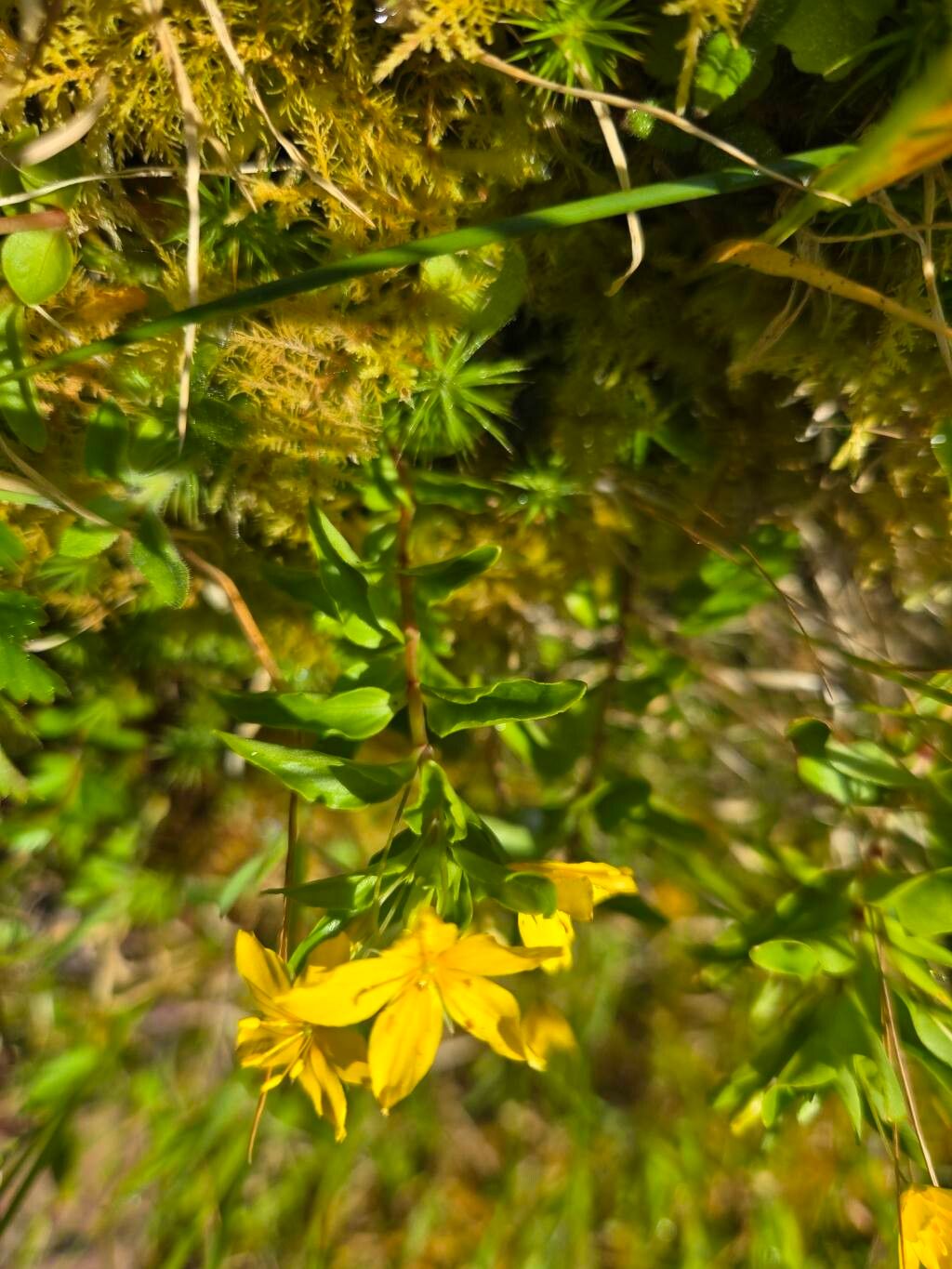 Lysimachia azorica — search result for 'Azores'