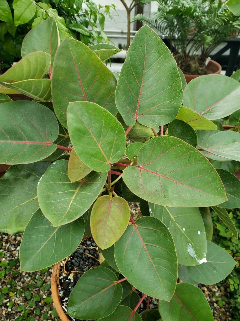 Ficus petiolaris leaf