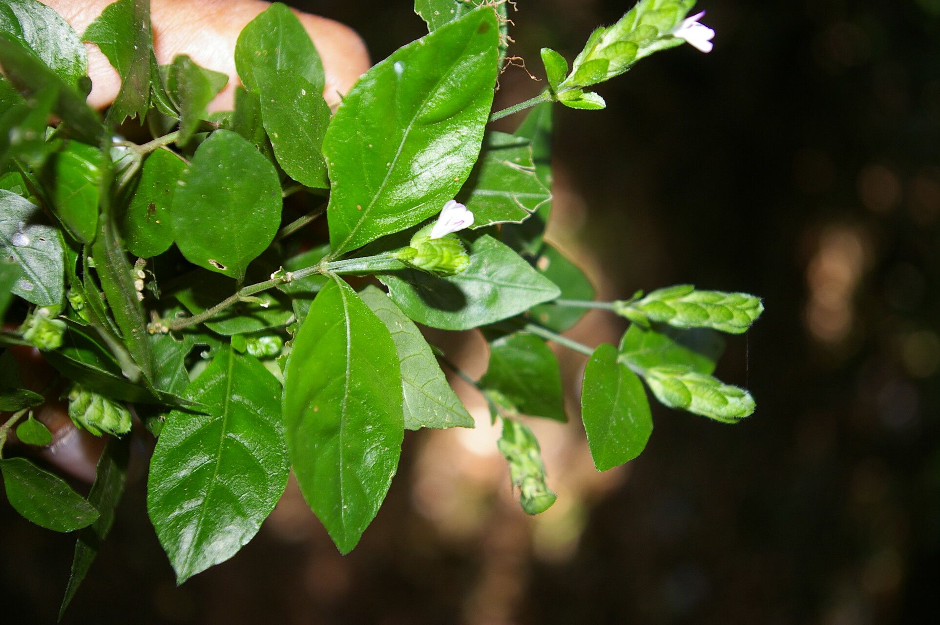 Dianthera candelariae habit