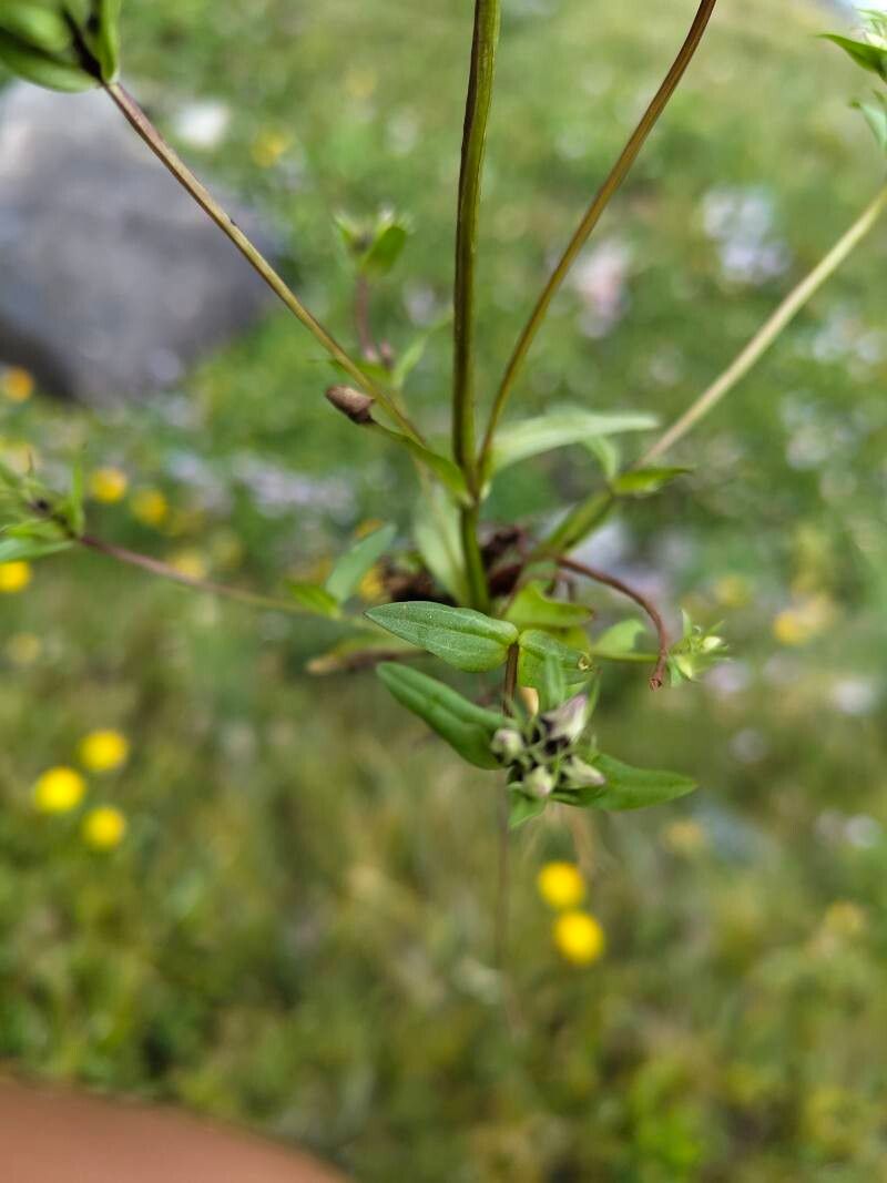 Gentianella turkestanorum — search result for 'Gentianella'