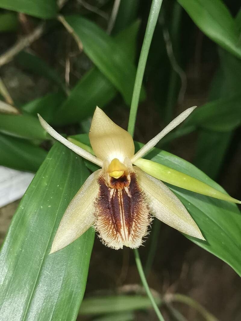 Coelogyne fimbriata flower