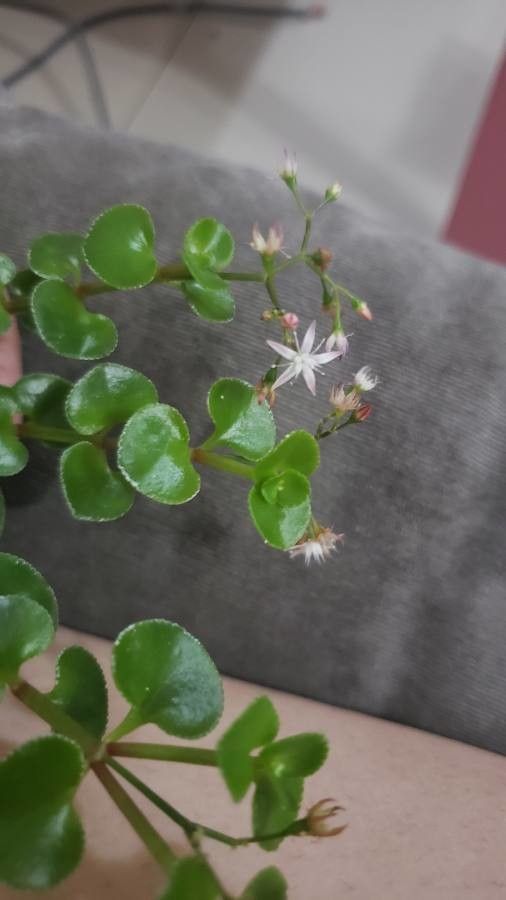 Crassula spathulata flower