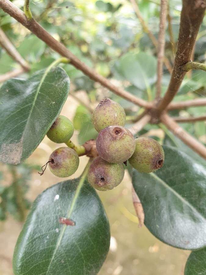 Euclea natalensis fruit
