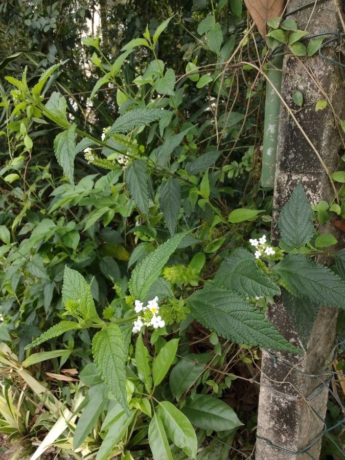 Lantana achyranthifolia leaf
