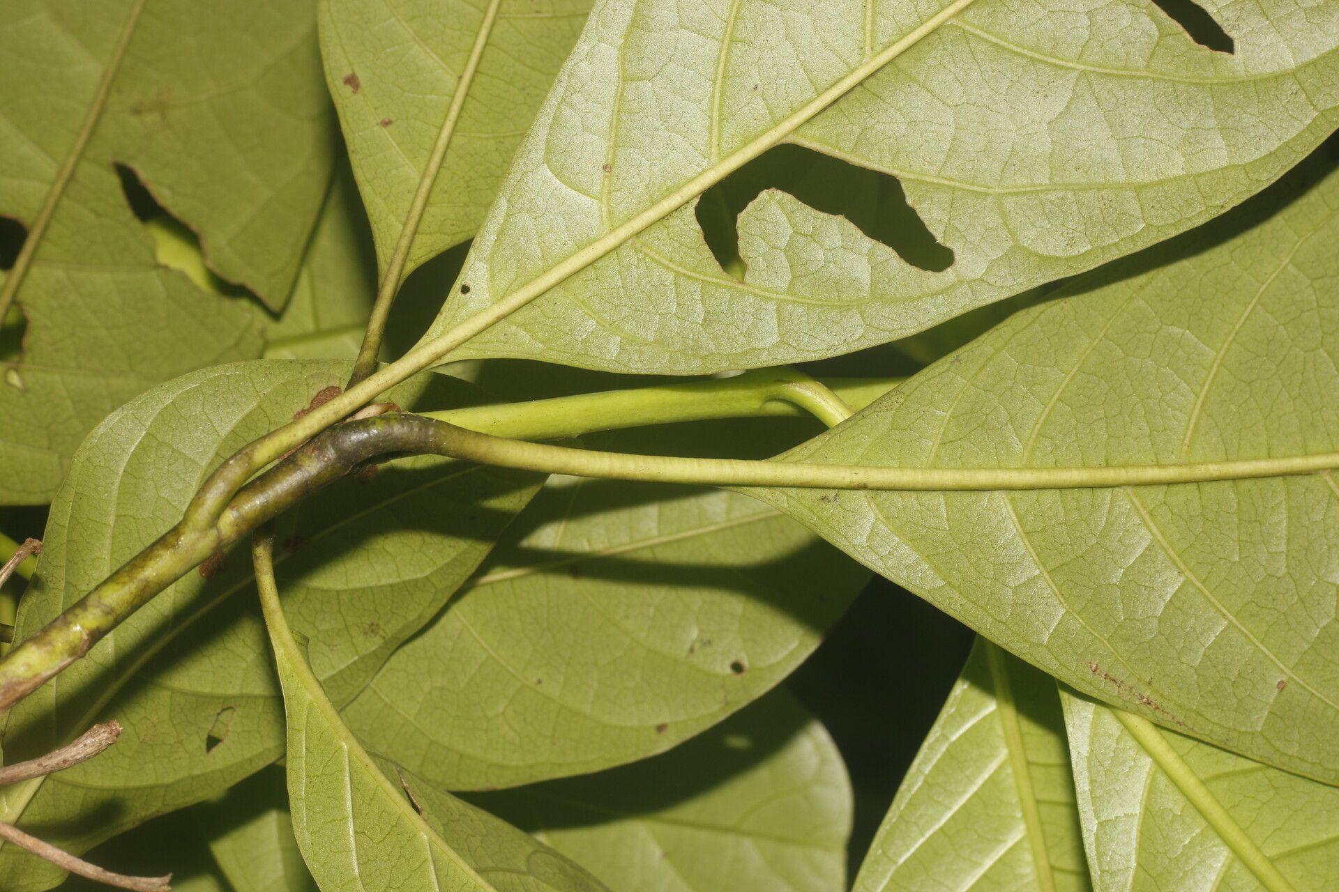 Bourreria grandicalyx — houseplant care guide