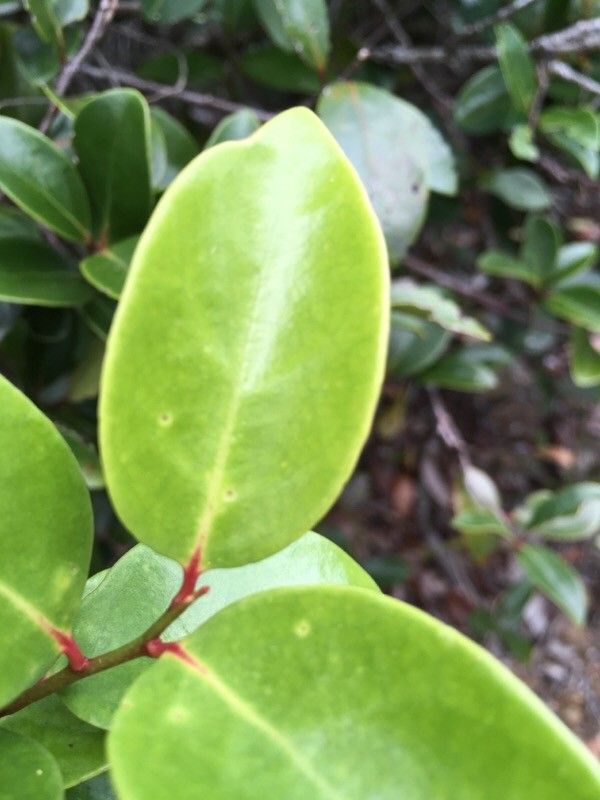 Xylosma pininsularis leaf